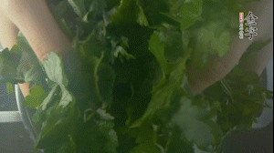 【面皮】1.鍋中水開時，放挑揀好的艾草和一撮小蘇打，第一遍煮開后倒掉，重新加水大火煮開后，小火煮1小時。煮爛的艾草用紗布瀝干。