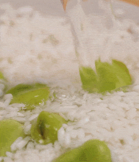 鍋底抹油，將淘洗干凈的大米，加蠶豆、清水，蓋蓋中火煮。